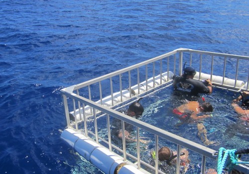 Feel The Rush: Shark Cage Diving On Oahu After A Thrilling Jet Ski Tour